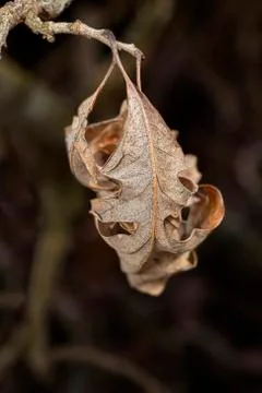 Dead leaf Stockfoto's