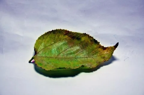 Dead leaf Stock Photos