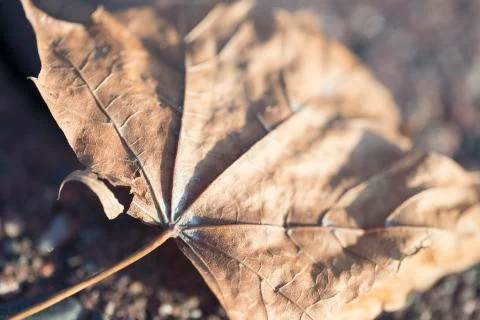 Dead Leaf Foto stock