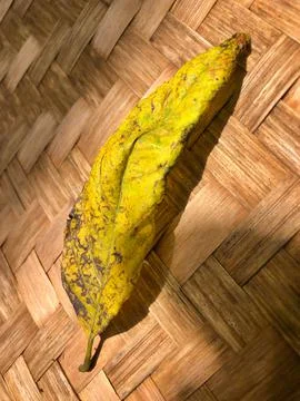 Dead leaf Stock Photos