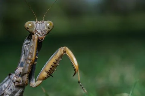 Dead Leaf Praying Mantis - Mantis religiosa in forest Stock Photos