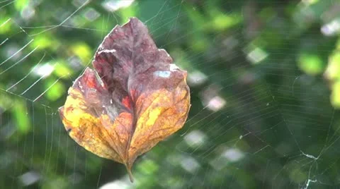 Dead Leaf In Spider Web Stock Footage