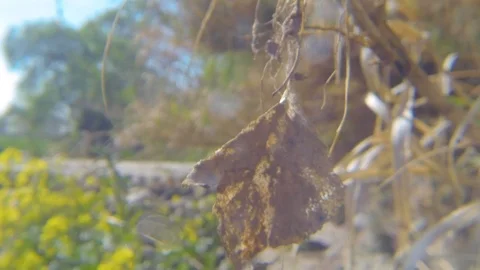 Dead leaf on summer Stock Footage 117632098
