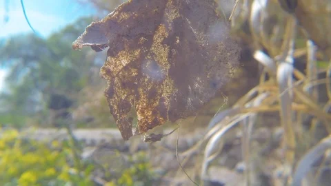 Dead leaf in a sunny windy day Stock Footage 107220723
