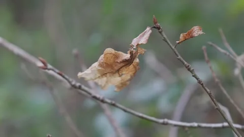 Dead leaf in the wind 動画素材 238782829