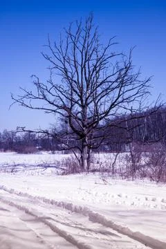 A dead leafless tree against a clear blue sky on a cool winter day. Road and  Stock Photos