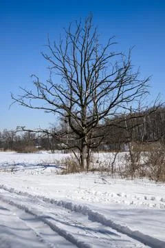 A dead leafless tree against a clear blue sky on a cool winter day. Trees in  Stock Photos