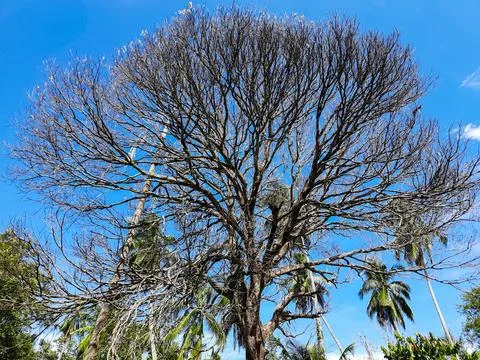 Dead Leafless Tree with Dry Branches Against a Blue Sky in Tropical Indonesia Fotos de archivo