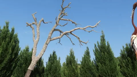 Dead Leafless Tree Reaching Over Evergreen Cypress Trees Against Clear Blue Sky 스톡 동영상 337230488