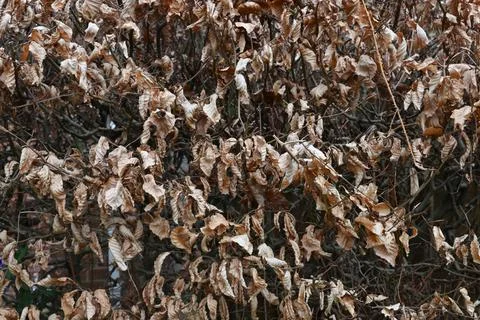 Dead leafs on a bush Stock Photos