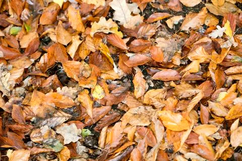 Dead leafs on ground macro background fifty megapixels prints Stock Photos