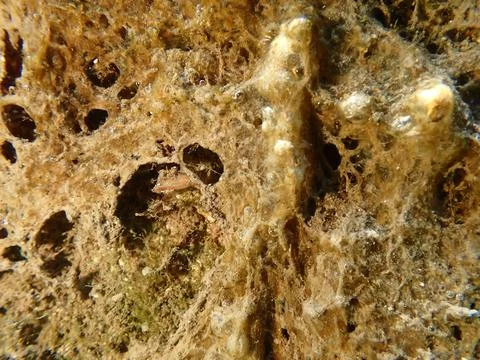 Dead leather sponge (Sarcotragus cf.) undersea, Ligurian Sea Stock-Fotos