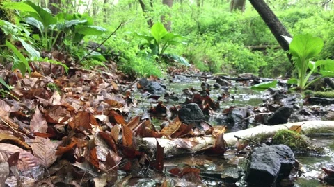 Dead leaves and eastern skunk cabbage plants in forest creek Video stock 239670295