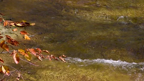 Dead leaves and mountain streams Stock Footage 145176256