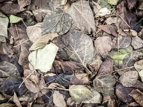 Dead leaves background Stock Photos