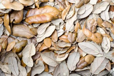 Dead Leaves Background Stock Photos