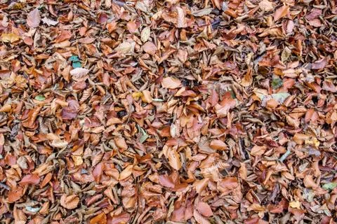 Dead leaves background Stock Photos