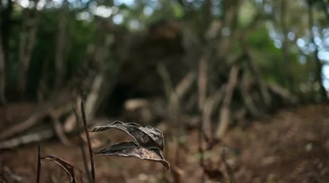 Dead leaves blowing in the wind 01 Stock Footage 22429382