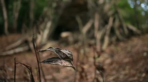 Dead leaves blowing in the wind 02 Stock Footage 22429680