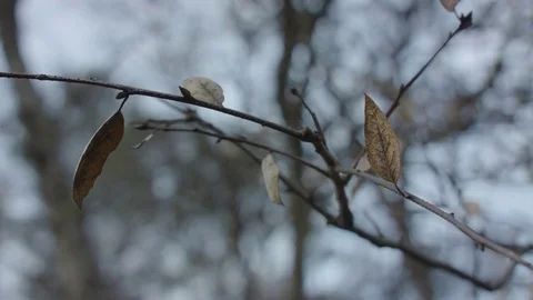 Dead Leaves Close-up Stock Footage 85453272