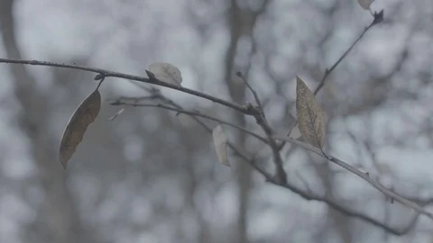 Dead Leaves Close-up - Log 스톡 동영상 85452908