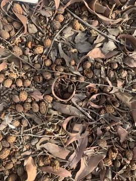 Dead Leaves Close-up Texture Foto stock