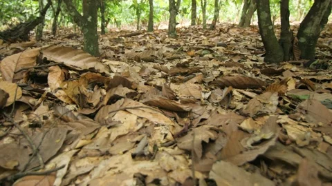 Dead leaves in a cocoa field, in Ivory Coast Stock Footage 237979550