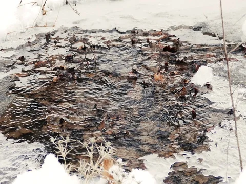 Dead Leaves in a Cold River Stockbeeldmateriaal 73547393