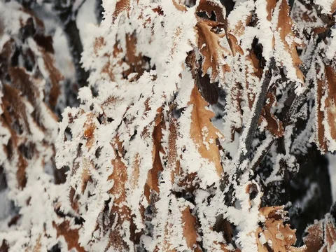 Dead Leaves Covered in Snow Vidéo 73547373