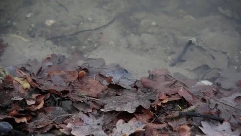 Dead leaves at the edge of the water Stock Footage