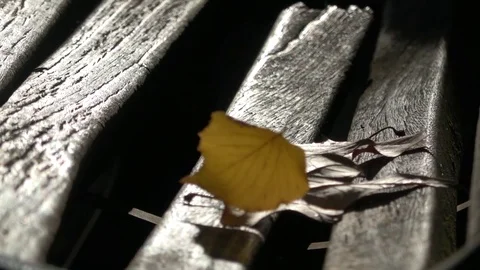 Dead leaves fall on bench in slow motion Stock Footage 81020059