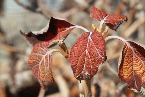 Dead Leaves in Fall Stock Photos