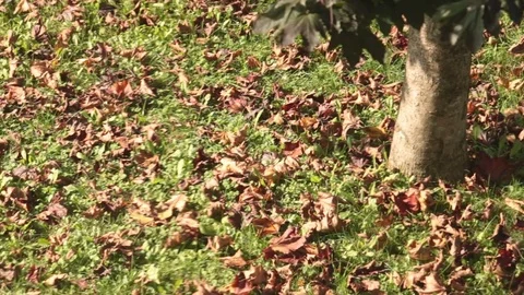 Dead leaves fall from trees Vidéo 81353829