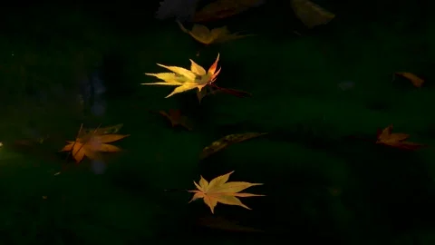 Dead leaves of flowing maple Video stock 145312954