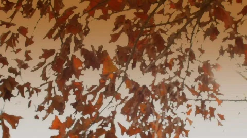 Dead Leaves Stock Footage 874864