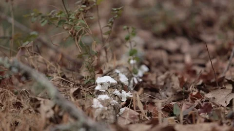 Dead leaves Video stock 104975932