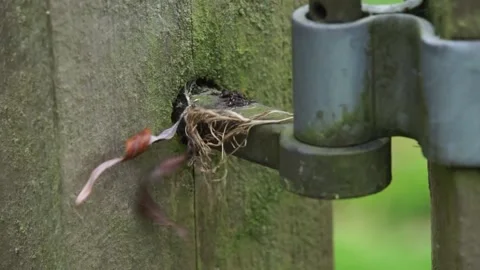 Dead leaves on gate hinge moving in wind Stock Footage 234768461