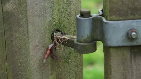 Dead leaves on gate hinge moving in wind Stock Footage 234768506