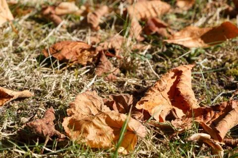 Dead leaves on grass Stock Photos