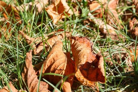 Dead leaves on grass Stock Photos