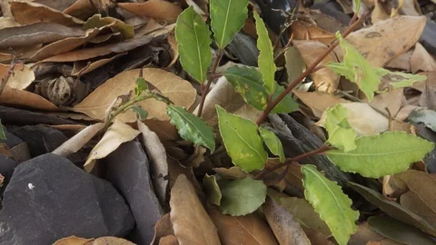 Dead leaves on the ground in the Fall stock footage Stock Footage 108112570