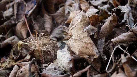 Dead leaves on the ground in the Fall stock footage Stock Footage 108540977