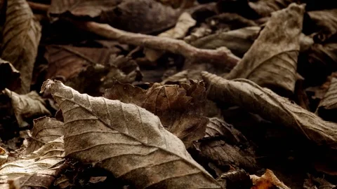 Dead leaves on the ground in the Fall stock footage Stock Footage 108541049