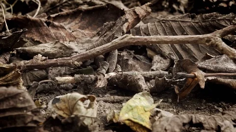 Dead leaves on the ground in the Fall stock footage Stock Footage 108541196