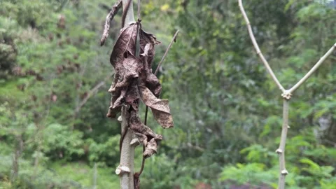 Dead Leaves hanging Stock Footage 168558427