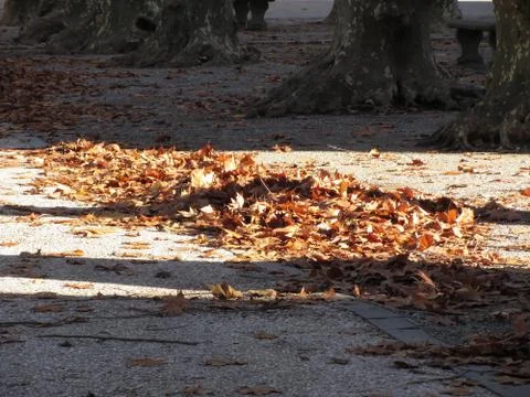 Dead leaves lying on the ground in the fall Stock Photos