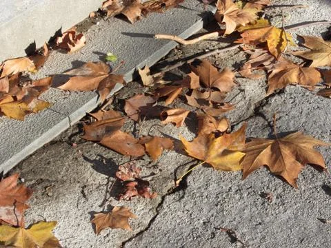 Dead leaves lying on the ground in the fall Stock Photos