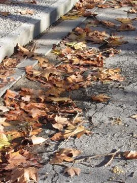 Dead leaves lying on the ground in the fall Stock Photos