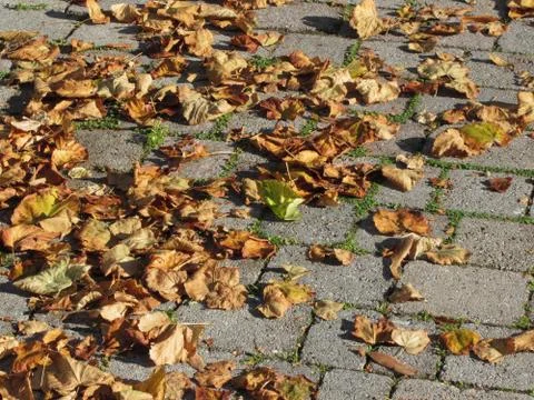 Dead leaves lying on the ground in the fall Stock Photos