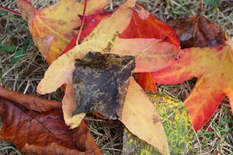 Dead leaves of maple and birch Stock Photos